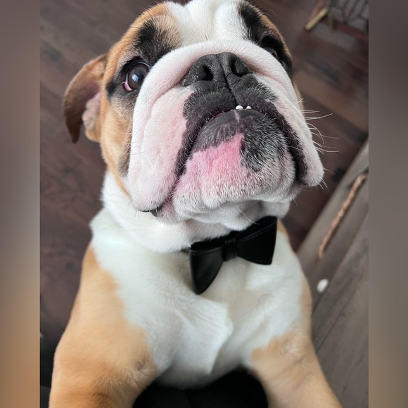 Meet your Posher, Jaja - Picture 3 of 4